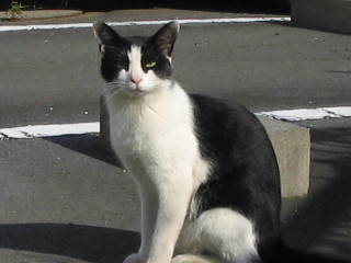 白黒ブチ猫１