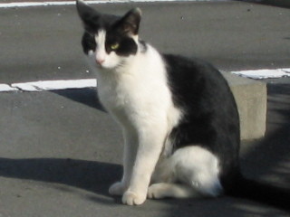 白黒ブチ猫２