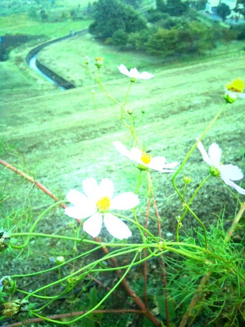 野に咲く花