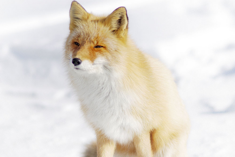雪の中の狐