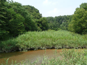 北本自然観察公園 湿地