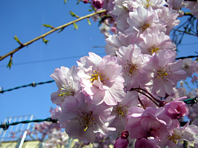 鉄条網の桜（クリックで拡大画像）