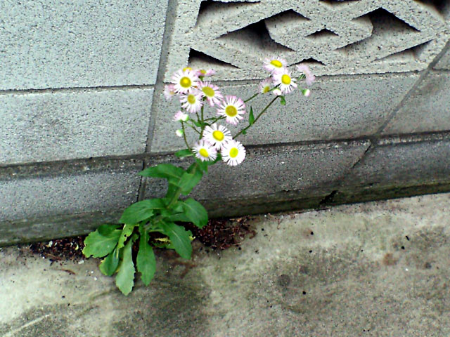 コンクリートの花（クリックで拡大画像）