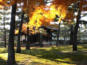 京都・建仁寺の光と黄葉