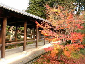 初冬の夕暮れの東福寺
