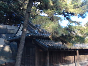旧江戸城内の建物と松の木