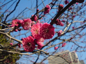 旧江戸城公園の紅梅