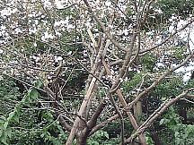 2005年秋　皇居東御苑の十月桜