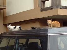 猫と車の写真