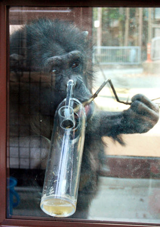 [平和な国内ニュース]チンパンジー 知能行動、見学可能に 名古屋・東山 <b>...</b>