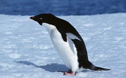 the penguin's wings can not fly.