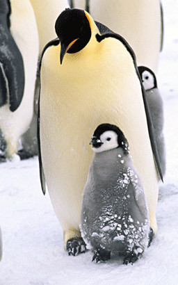 the penguin's family walking happy.