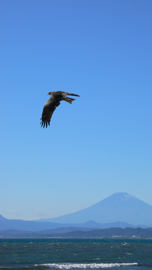 富士山と鷹ならぬトンビ